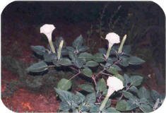 Datura in the evening Datura in the evening
